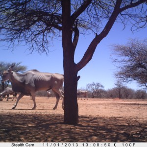 Cape Eland Trail Camera