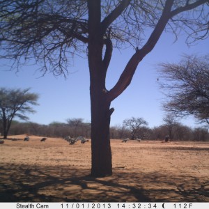 Vultures Trail Camera