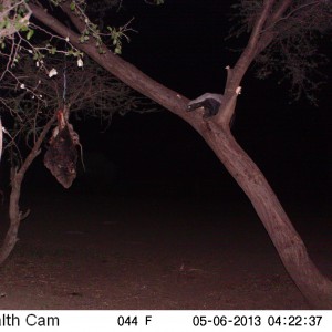 Honey Badger Trail Camera