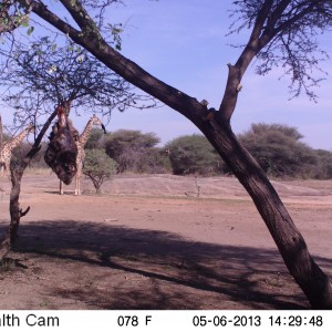 Giraffe Trail Camera