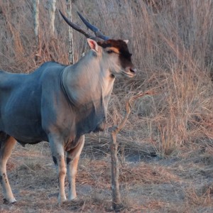 East African Eland