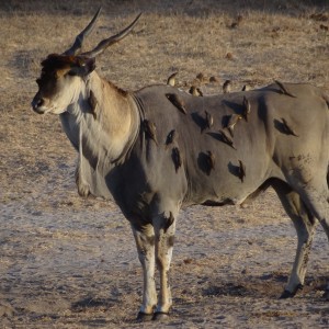 East African Eland