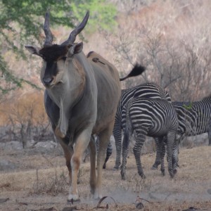 East African Eland