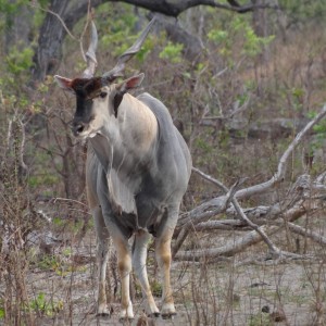 East African Eland