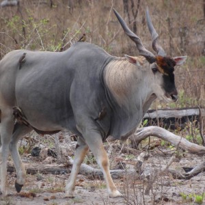 East African Eland