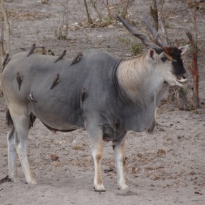 East African Eland