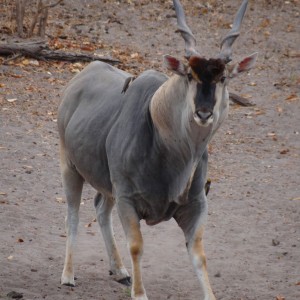 East African Eland