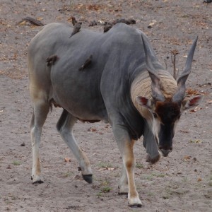 East African Eland