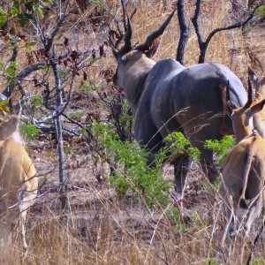 East African Eland