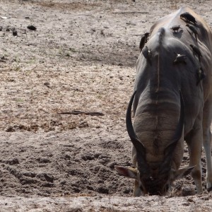 East African Eland