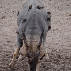 East African Eland