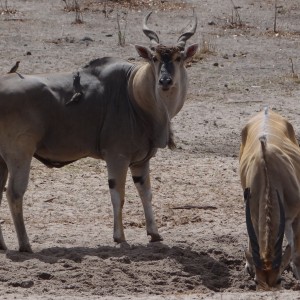 East African Eland