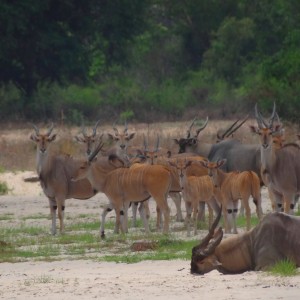 East African Eland dying