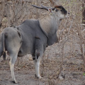 East African Eland feeding