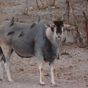 East African Eland looking for sexual effluvia