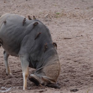 East African Eland marking territory