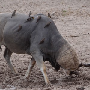 East African Eland marking territory