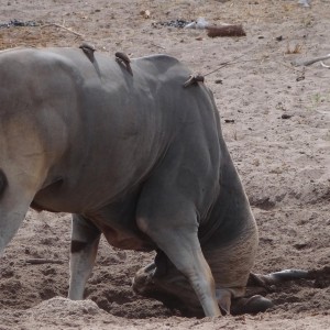 East African Eland marking territory