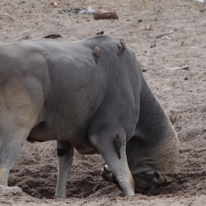 East African Eland marking territory