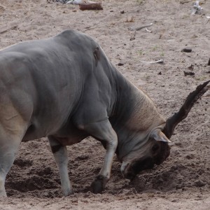 East African Eland marking territory