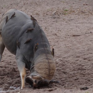 East African Eland marking territory