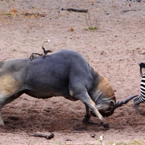 East African Eland chasing zebra