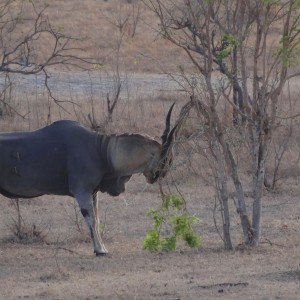 East African Eland feeding