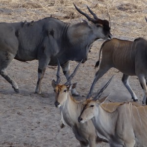 East African Eland