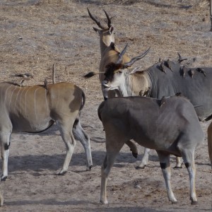 East African Eland