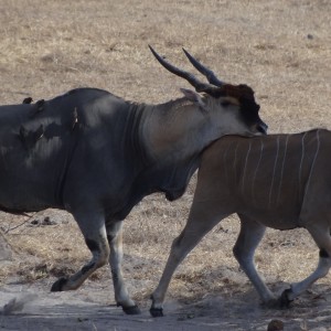 East African Eland