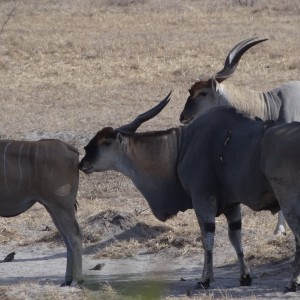 East African Eland