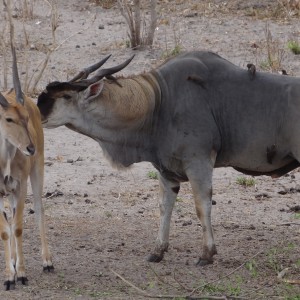 East African Eland