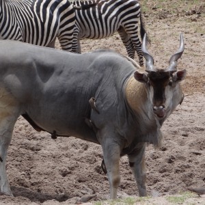 Old East African Eland