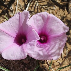 Flowers Namibia