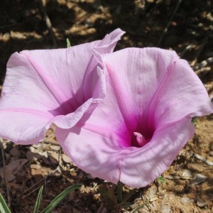 Flowers Namibia