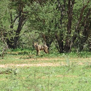 Jackal Namibia