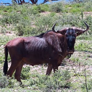 Blue Wildebeest Namibia