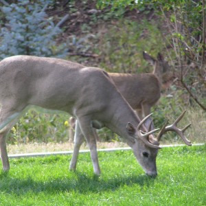 Buck South Dakota