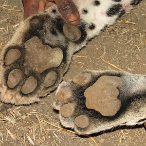 Leopard hunted with Ozondjahe Hunting Safaris in Namibia