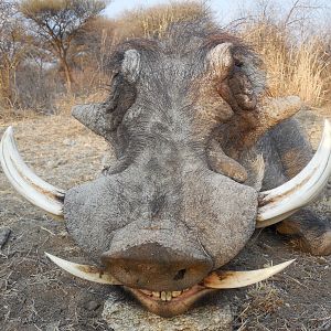 Warthog hunted with Ozondjahe Hunting Safaris in Namibia