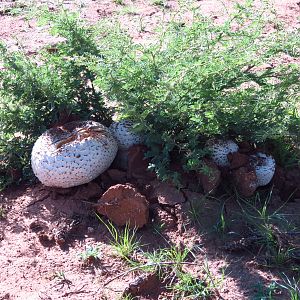 Omajowa termite hill mushrooms Namibia