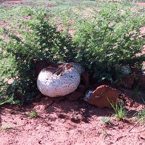 Omajowa termite hill mushrooms Namibia