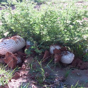 Omajowa termite hill mushrooms Namibia