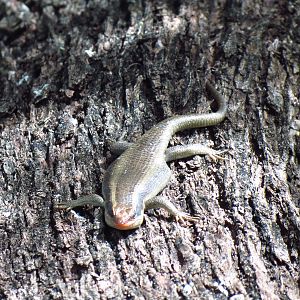 Lizard Namibia