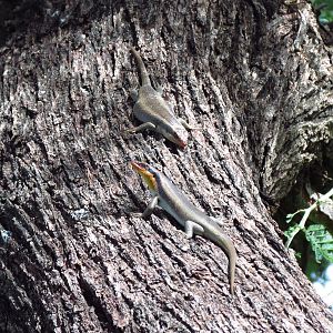 Lizard Namibia