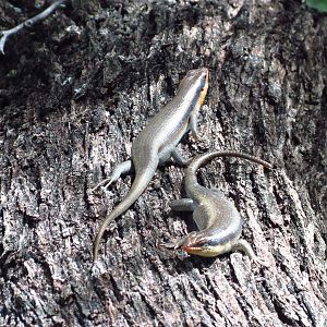 Lizard Namibia