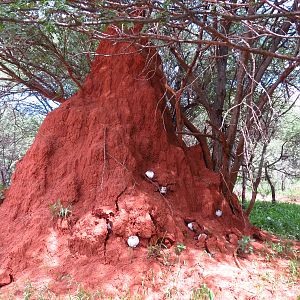 Omajowa termite hill mushrooms Namibia