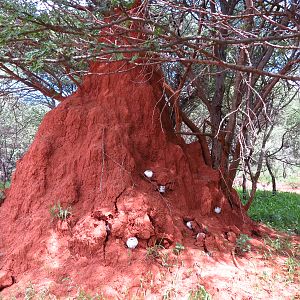 Omajowa termite hill mushrooms Namibia