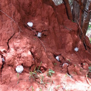 Omajowa termite hill mushrooms Namibia