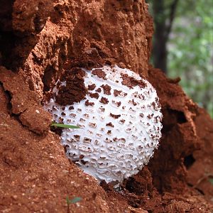 Omajowa termite hill mushrooms Namibia